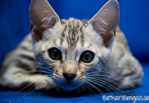 Bengal silver rosetted